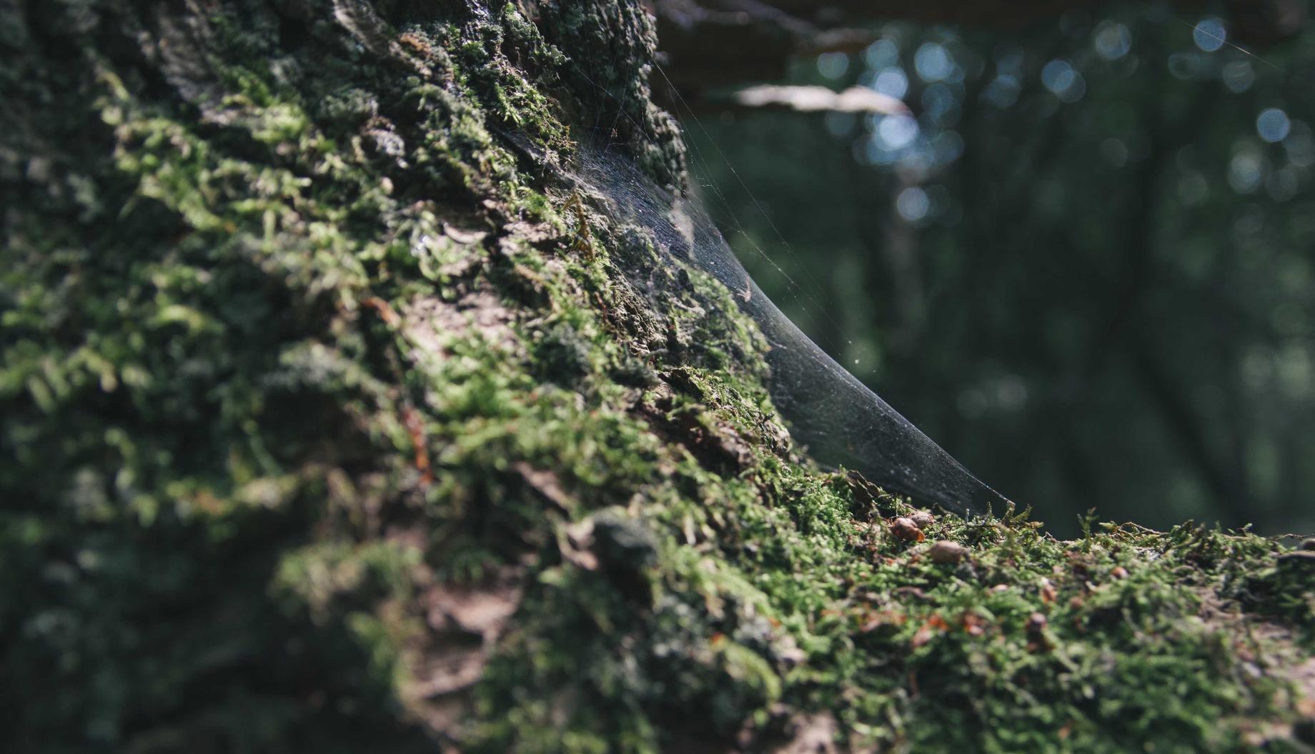 三网卡实名账号:国外项目规划app软件详情下载教程