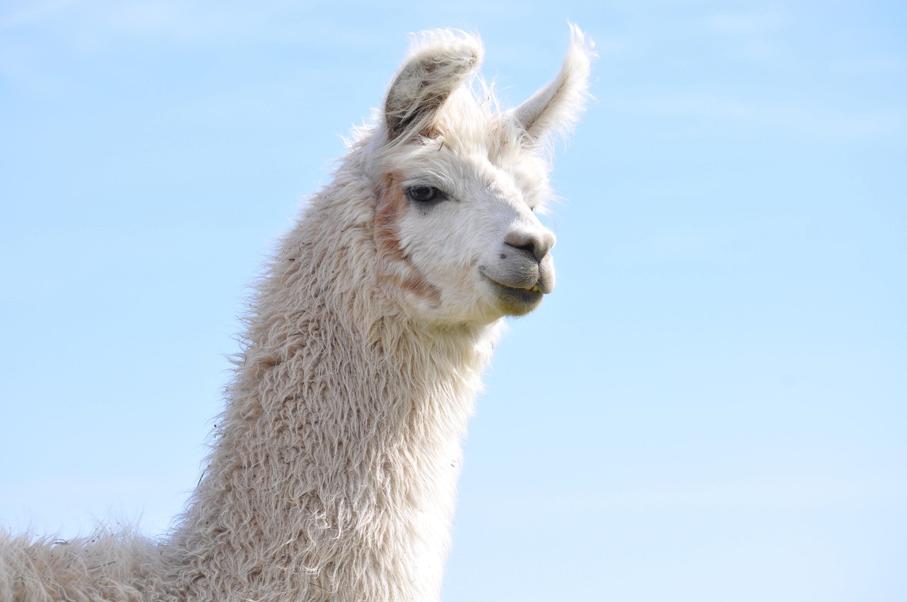 沃派星燃卡实名账号：贷又帮app详情下载教程